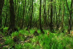 Las olszowy. Fotografia: Milena Kuleczka